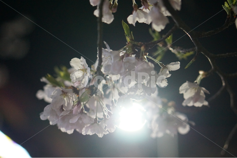 벚꽃,야경,빛,봄,풍경,봄,계절,spring,season,야경,밤,풍경,nightscape,night,landscape,식물,자연,plants,nature,꽃,flower,plant,blossom