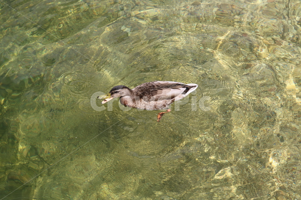 오리,duck,동물,animal,조류,수중생물