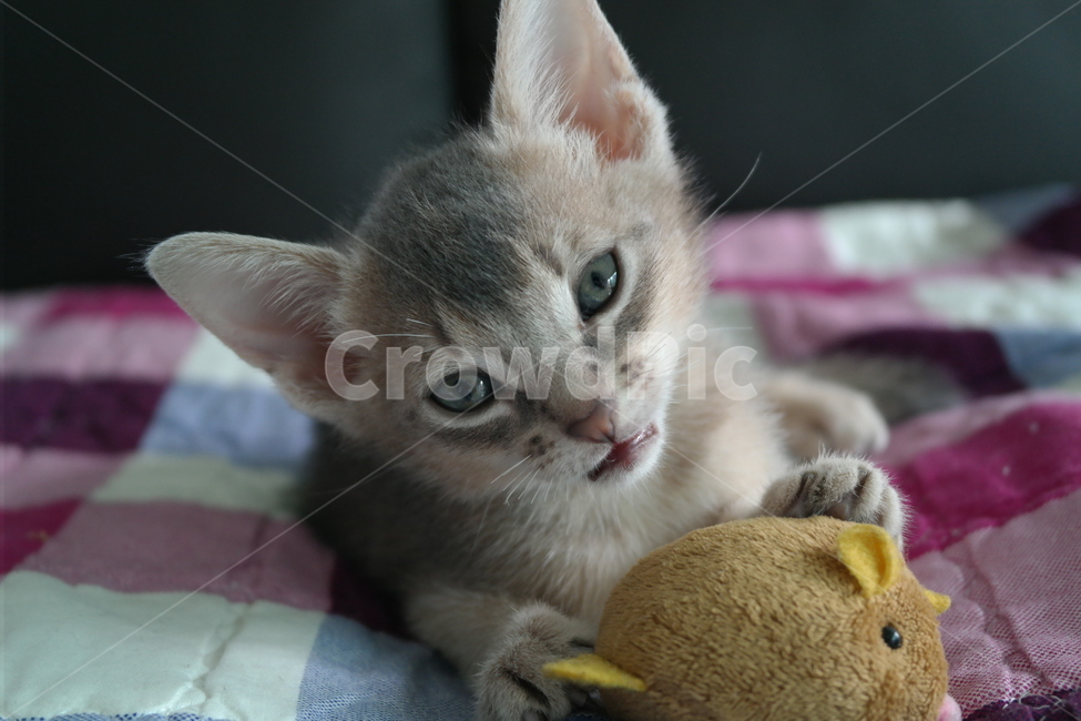 고양이,아비시니안,동물,냥이,반려동물,집고양이,아기,집사,시선,동물,animal,포유류,mammal,고양이,cat,kitten,kitty