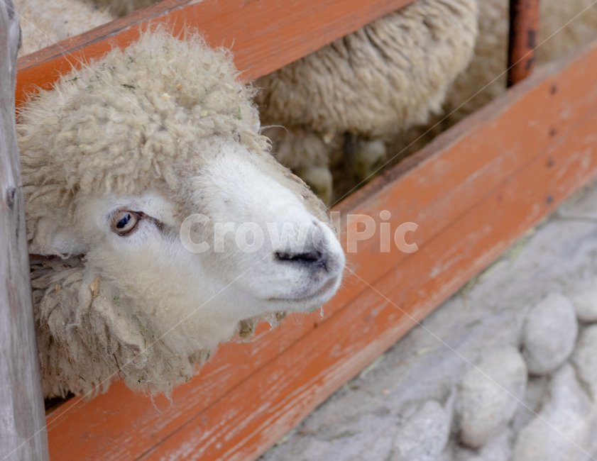 양,포유류,양떼목장,동물,mammal,sheep,animal