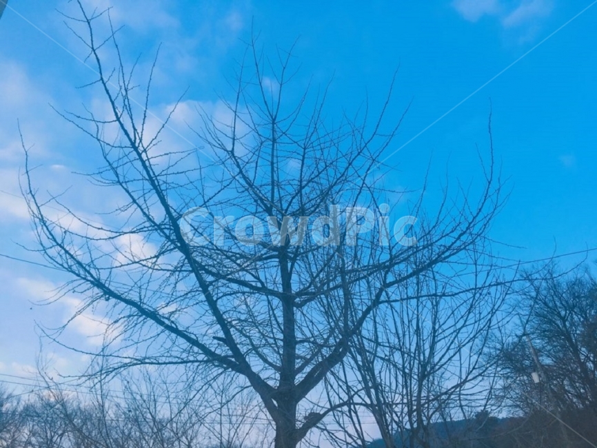 풍경,하늘,구름,나무,겨울,겨울,계절,winter,season,식물,자연,plants,nature,나무,trees,wood