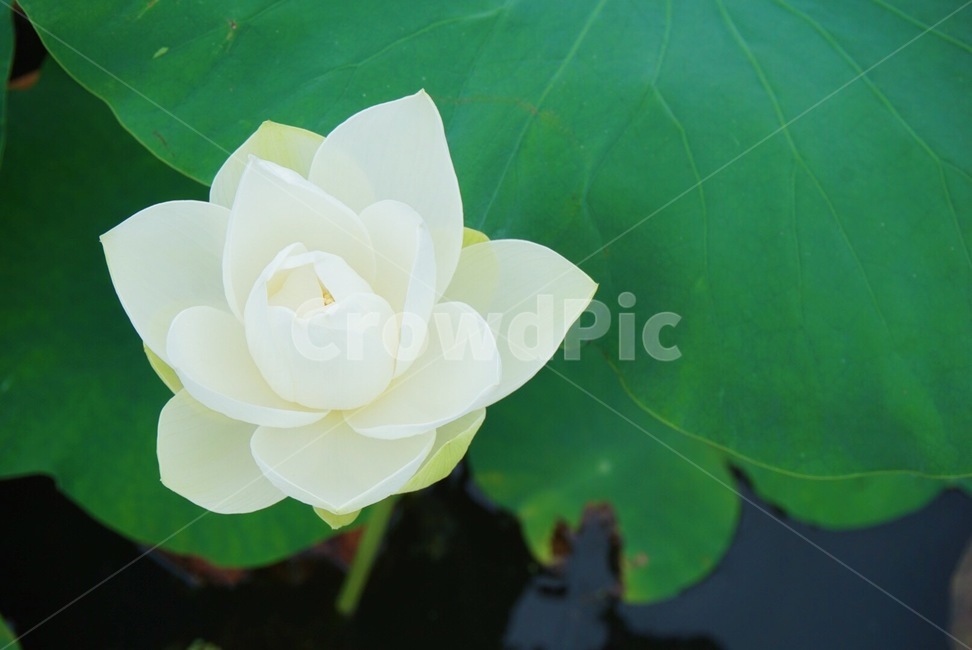 연꽃,수련,연꽃접사,alotusflower,flower,홍련
