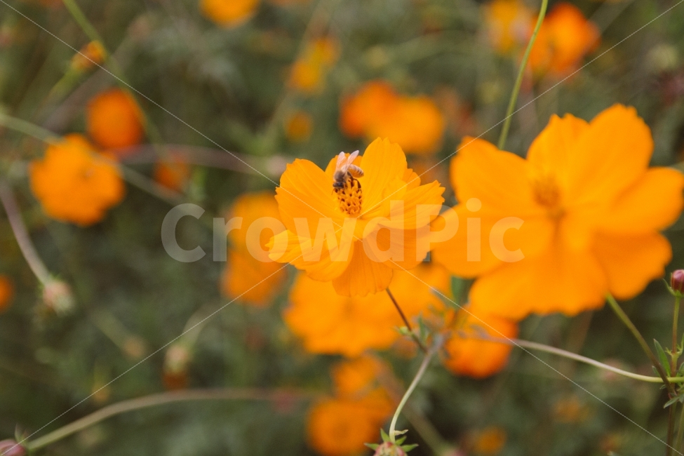 꽃,스냅,감성,가을,벌,가을,계절,fall,autumn,season,식물,자연,plants,nature,꽃,flower,동물,animal,곤충,벌레,insect,bug,감성,sensible,feeling,bee,invertebrate,무척추 동물