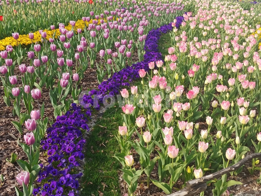 튤립,tulip,purpleflowers,flowers,꽃밭,식물,자연,plants,nature,꽃,flower