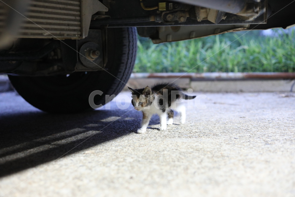 고양이,야옹이,동물,새끼고양이,길냥이,동물,animal,포유류,mammal,고양이,cat,kitten,kitty