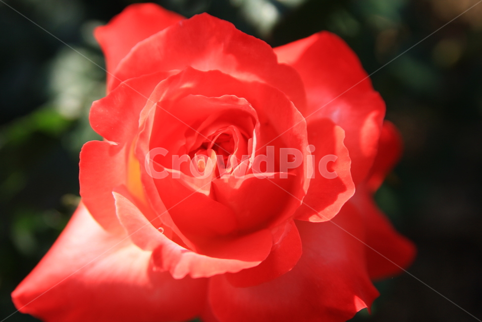 장미축제,장미,꽃,오월,rose,장미향기,공원에핀장미,봄의꽃,봄꽃,장미꽃,봄,계절,spring,season,식물,자연,plants,nature,꽃,flower,blossom,plant