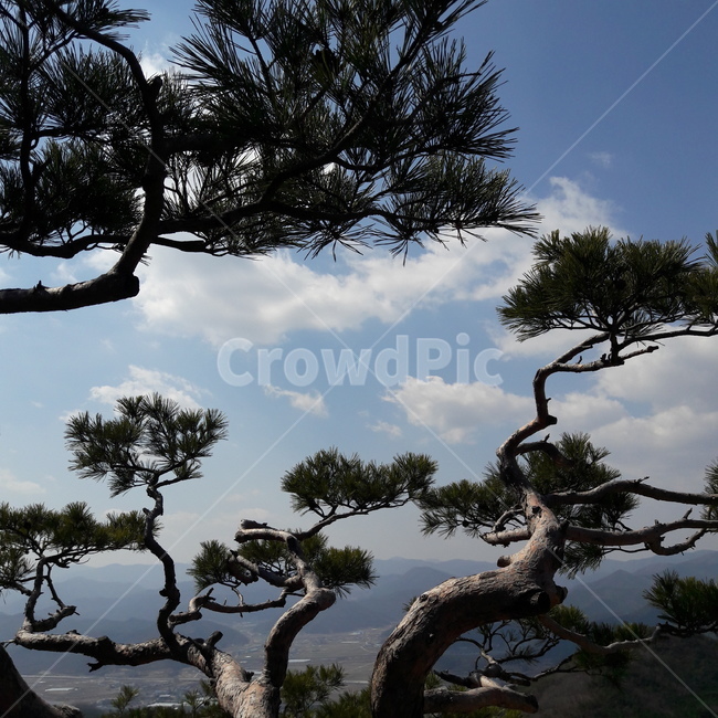 tree,나무,plant,식물,treetrunk,나무줄기,한국적인,sky,하늘,nature,자연,나무,trees,wood