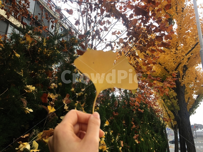 은행잎,은행나무,가을,감성,가을감성,autumn,fall,brown,가을풍경,감성사진,ginkgoleaf,ginkgotrees,배경