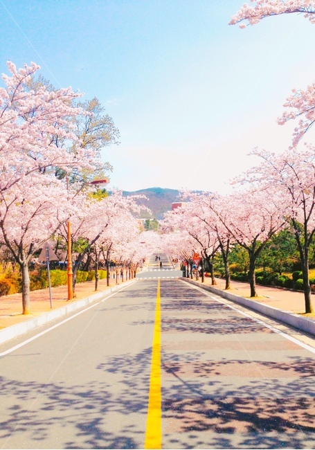 봄,spring,계절,season,꽃,벚꽃,꽃길,하늘,자연,풍경,landscape,sky,nature,길거리,감성사진,감성,나무,식물,tree,street,road,봄풍경,봄꽃,아름다움,봄,계절,spring,season,자연,풍경,nature,landscape,plant,flower,blossom