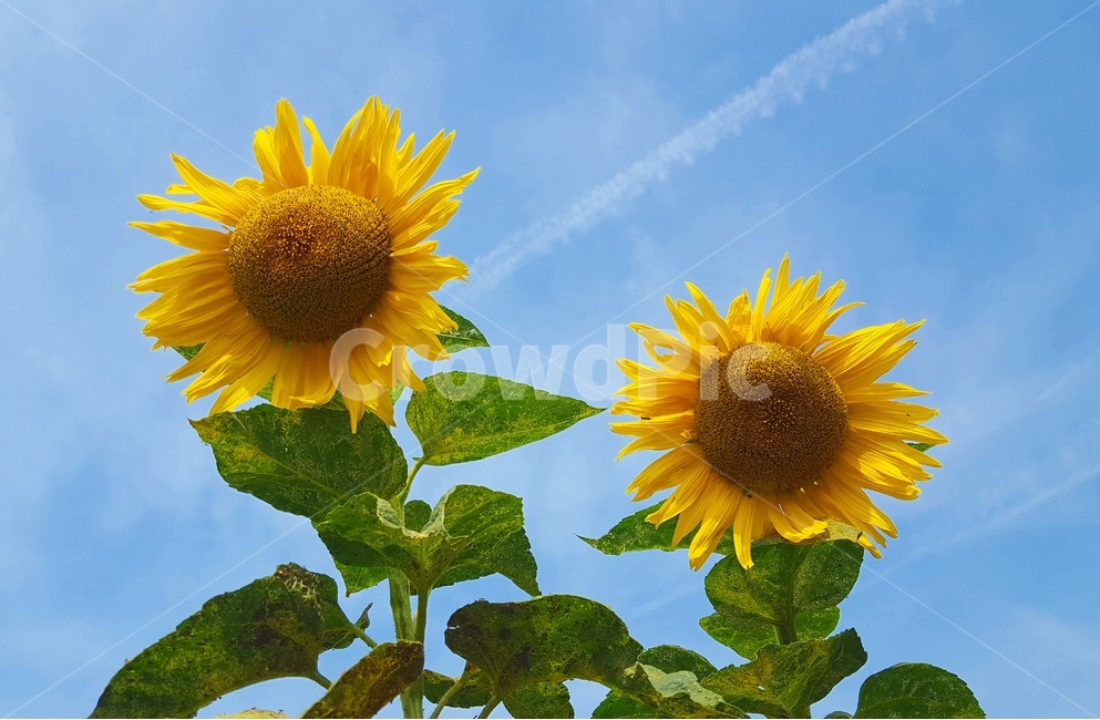 해바라기,꽃,하늘,sunflower,flower,풍경,풍경사진,감성,감성사진,sky,9월,september,초록,green,노랑,yellow,가을,식물,자연,plants,nature,꽃,flower