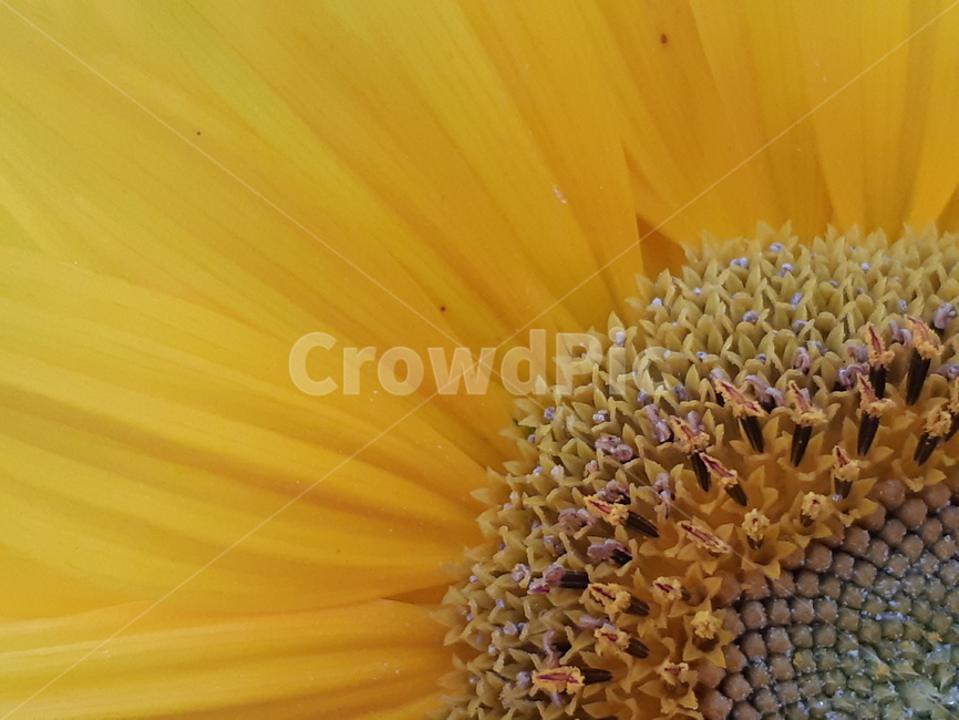 plant,식물,해바라기,꽃,flower,식물,자연,plants,nature,꽃,flower