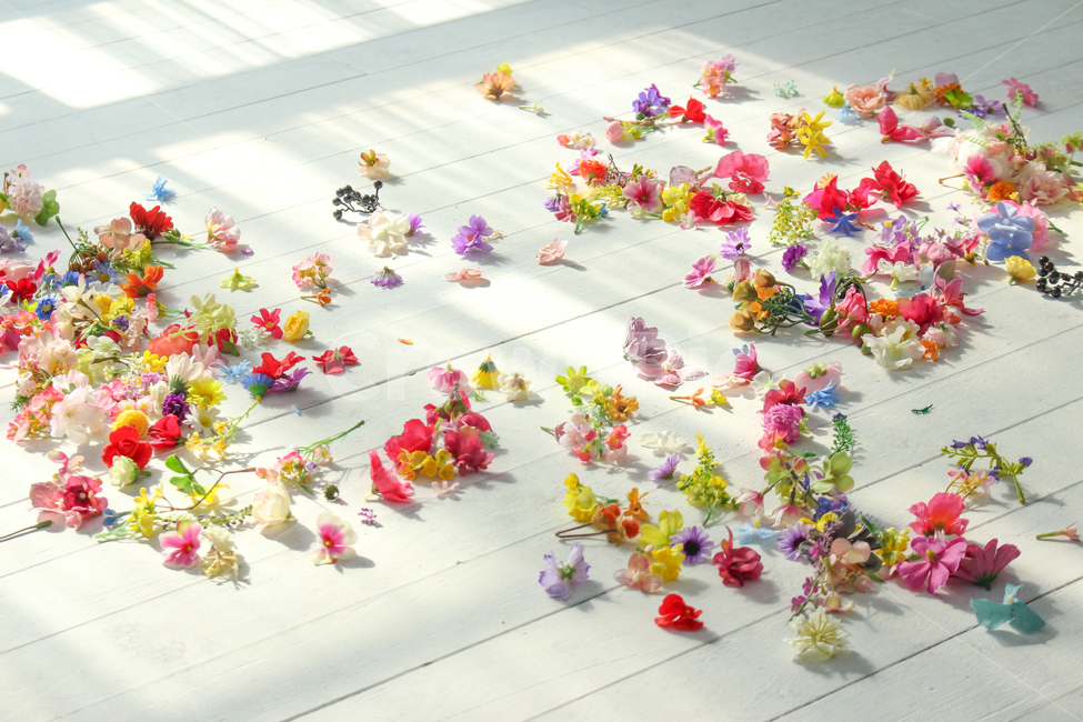 꽃,햇빛,꽃들,감성,flower,꽃,flower,감성,sensible,feeling,휴식,힐링,rest,relaxation,healing