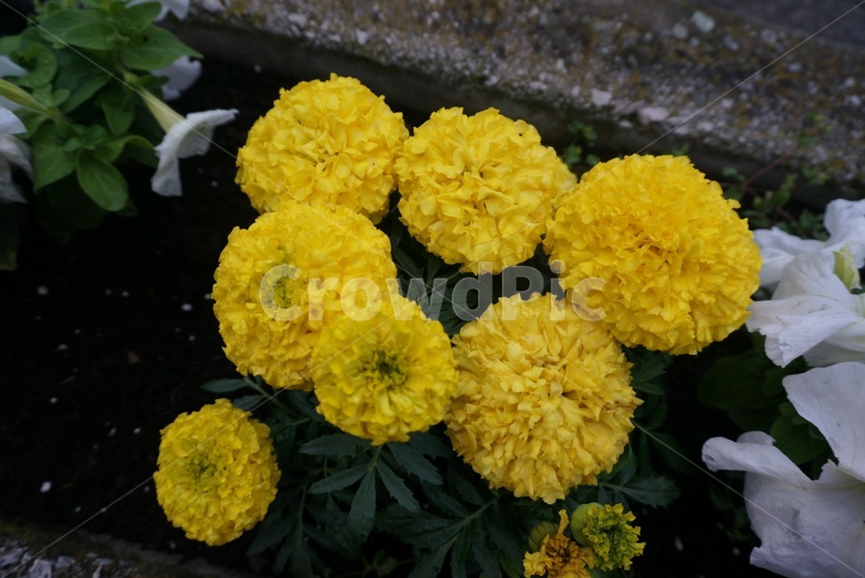 plant,식물,flower,yellow,nature,노랑,예쁜,자연