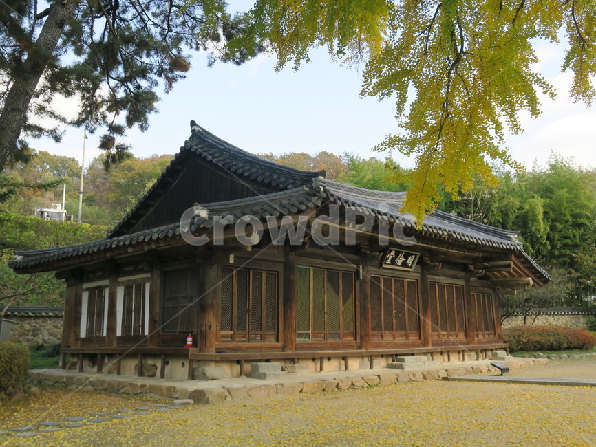 전주,전주향교,명륜당,나무,building,건물,architecture,건축물,전통