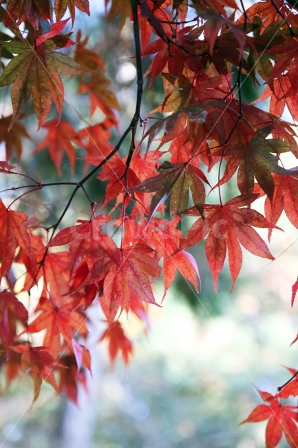 자연,단풍나무,단풍잎,가을,가을산,풍경,배경,붉게물든,가을,계절,fall,autumn,season,식물,자연,plants,nature,leaf,잎,plant,tree,나무,maple,단풍