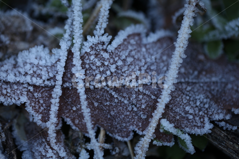 서리,nature,자연,outdoors,빙,ice,frost,옥외,눈,겨울,계절,winter,season