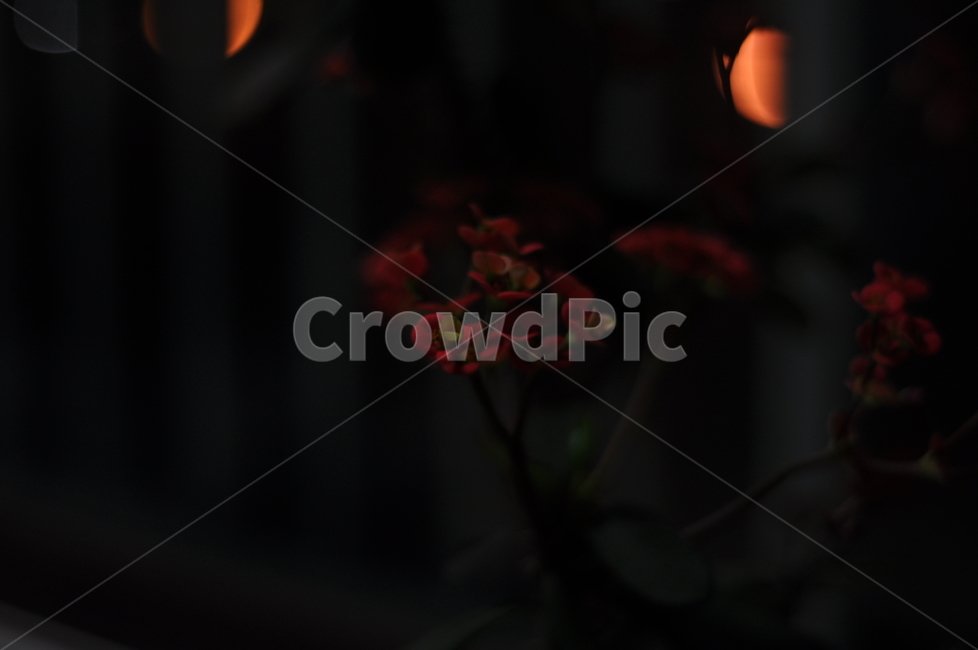 꽃,밤,밤의꽃,빨간꽃,야간꽃