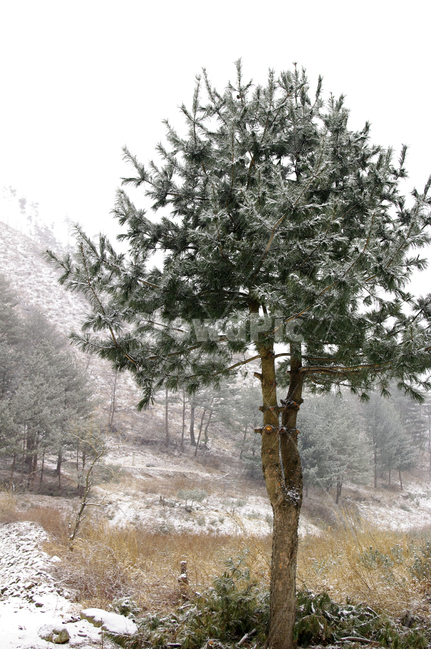 산,나무,잣나무,눈,겨울,겨울,계절,winter,season