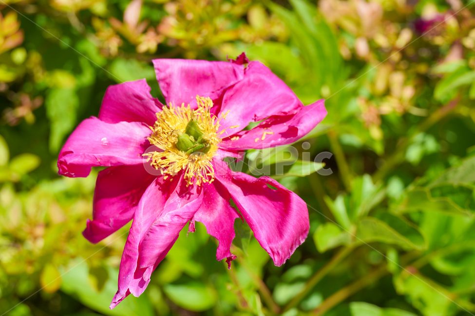 꽃,자연,접사,배경화면,힐링,신선함,안식처,season,plants,nature,flower,sensible,feeling,색깔,색상,색채,색감,colorsense,colorsensitivity,feelingofcolor,감성,평온함,느낌,휴식