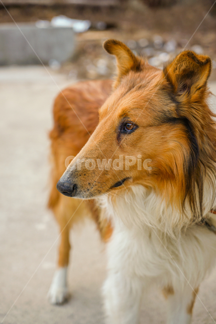 개,강아지,콜리,보더콜리,노견,동물,animal,포유류,mammal,개,강아지,dog,doggy