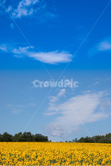 해바라기,해바라기꽃,선플라워,sunflower,꽃,flower,자연,풍경,nature,landscape,식물,plants,꽃,flower,outdoors,옥외,azure sky,푸른 하늘,sky,하늘