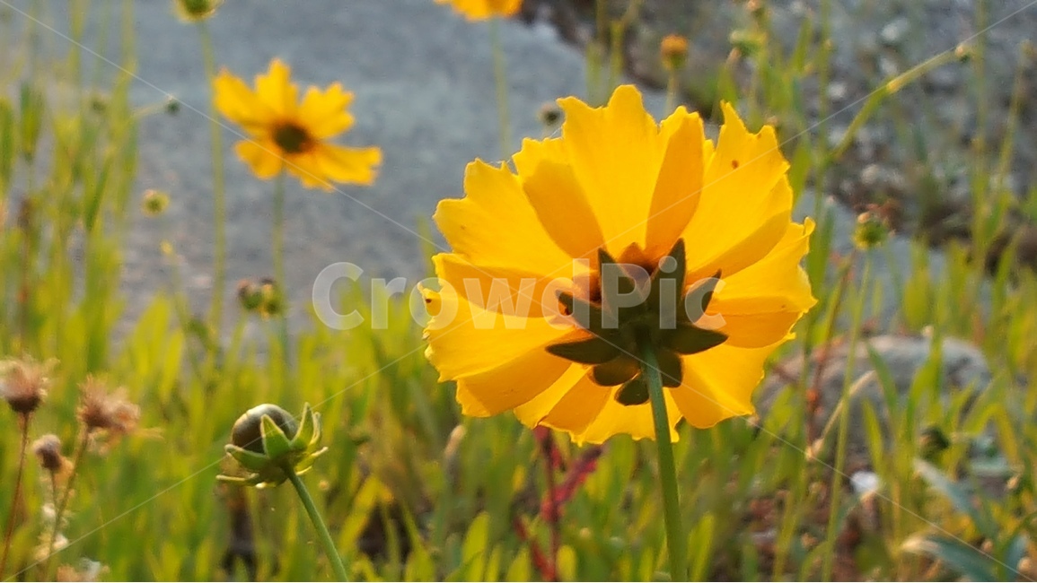 꽃,식물,빛,노랑,여름,더위,꽃밭,식물,자연,plants,nature,꽃,flower