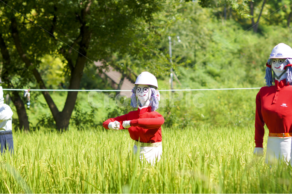허수아비,여름,벼,벼이삭,농작물,논,시골,마을,풍경,landscape,country,rural,town,산업,industry,industrial,농업,농사,agriculture,farming,farming industry