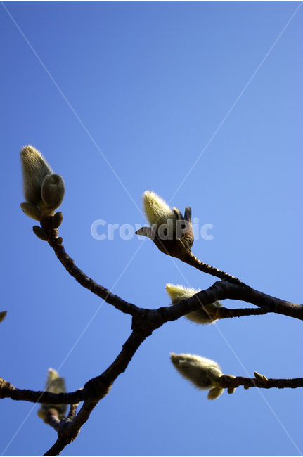 목련,나무,하늘,파란하늘,꽃봉오리,봄,봄날,봄풍경,봄꽃,감성,spring,flower,봄길,산책,봄나들이,식물,봄,계절,spring,season,식물,자연,plants,nature,꽃,flower