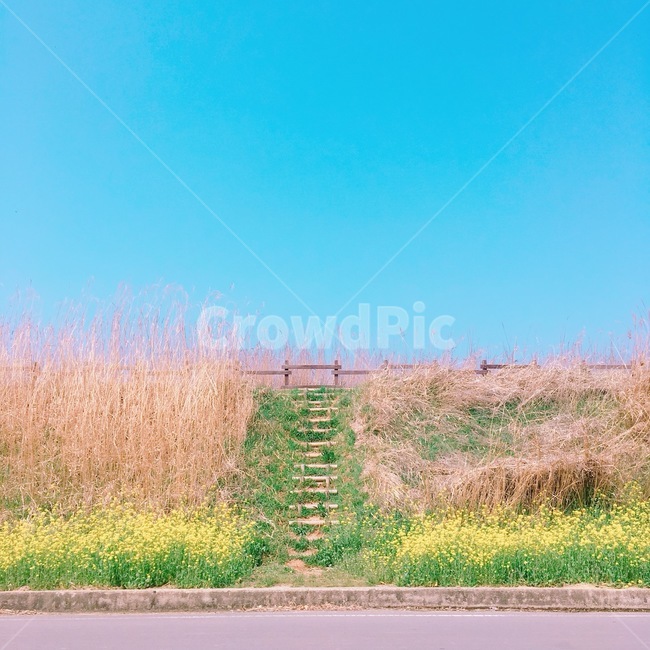 풍경,하늘풍경,하늘,나무,나무풍경,유채꽃,갈대