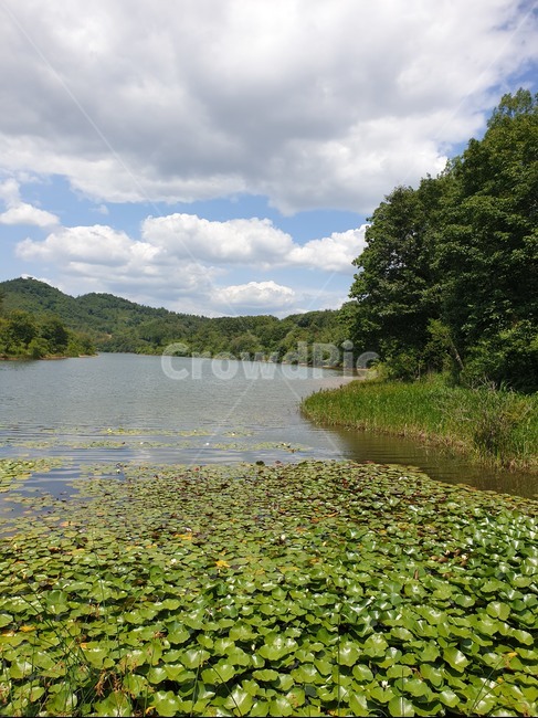 군산,월명산,자연,나무,경치,날씨밝음,날씨,그림자,구름,호수,자연경관,숲