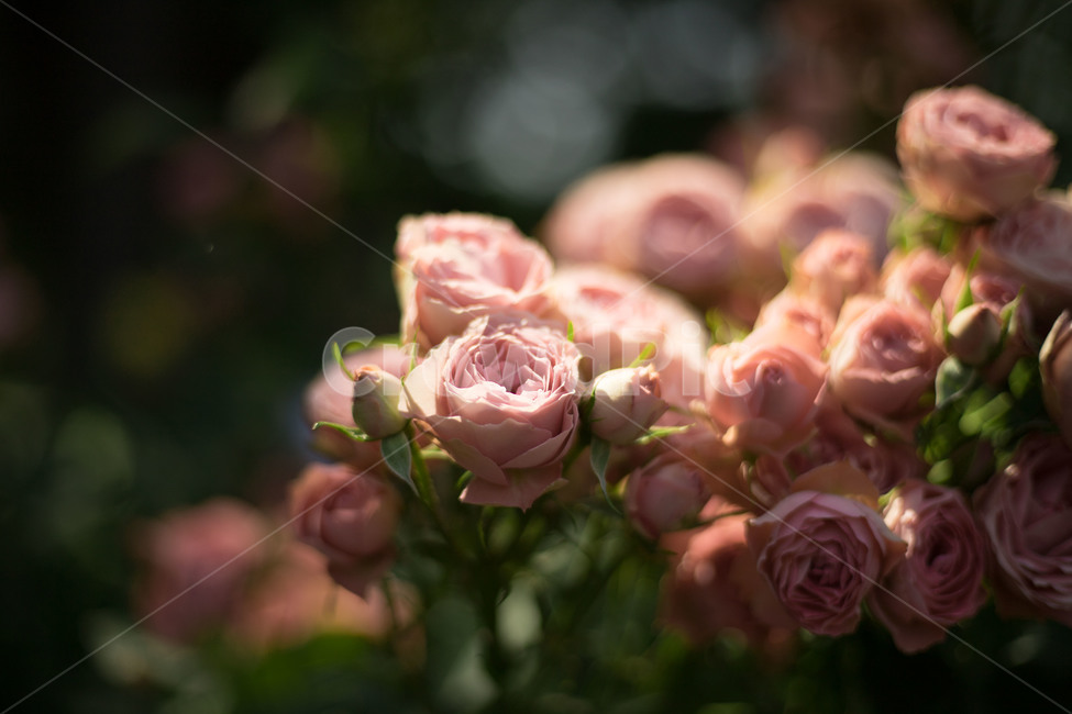 꽃,장미,분홍장미,분위기,로맨틱,꽃다발,rose,pinkrose,romantic,mood,bunchofflowers,식물,자연,plants,nature,꽃,flower,감성,sensible,feeling