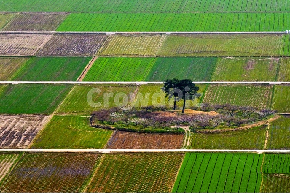 경남하동,최참판댁,부부송,들녘,경작,시골풍경,자연,풍경,nature,landscape,한국자연풍경,한국자연경관,korea nature landscape,시골,마을,country,rural,town,field,들,outdoors,옥외,grassland,목초지,paddy field,패디 필드
