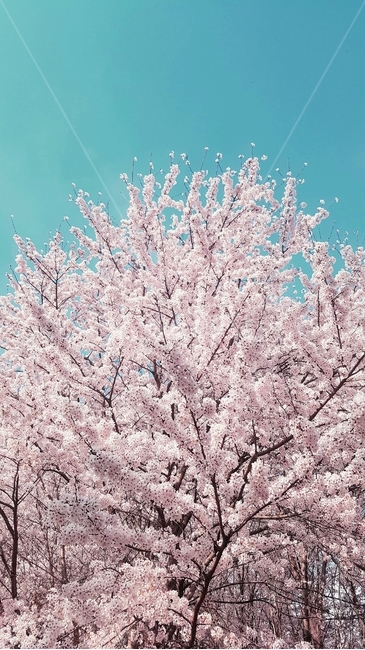 벚꽃,5월,꽃,may,하늘,핑크,식물,봄