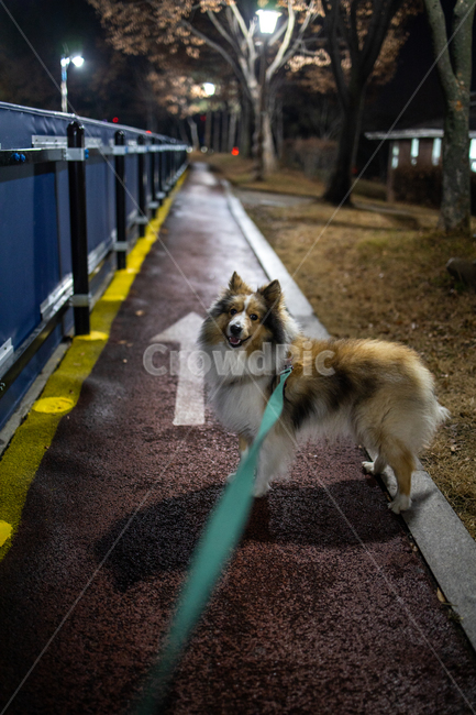 반려견,셀티,셔틀랜드쉽독,강아지,애완견,동물,animal,포유류,mammal,개,강아지,dog,doggy