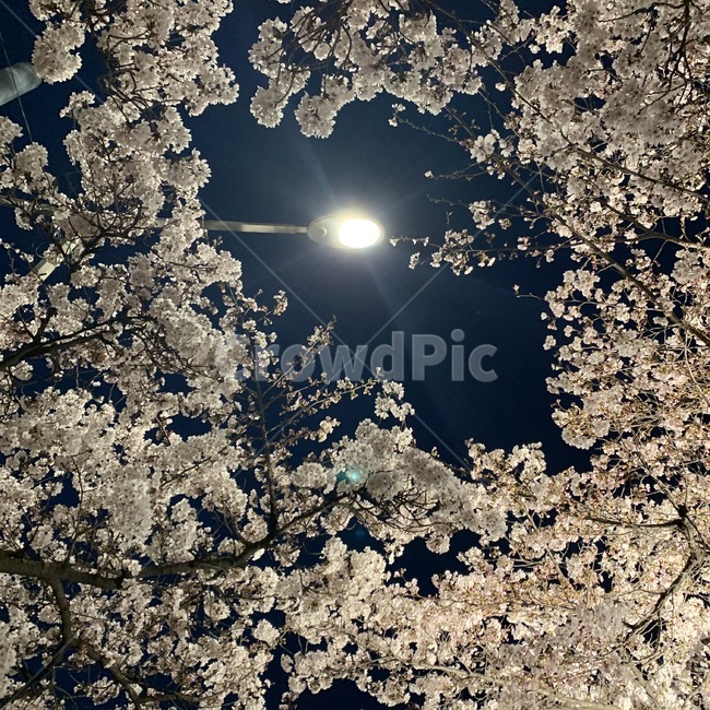 가로등,빛,나무,식물,벚꽃,밤벚꽃,밤하늘,야경,cherryblossom,flower,sky