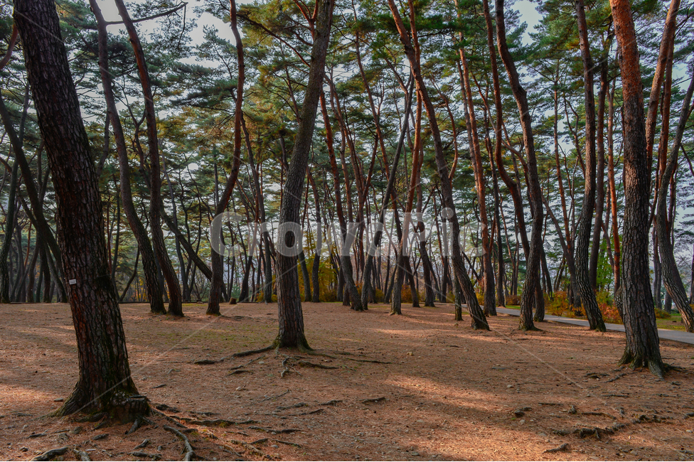소나무,침엽수,나무,숲,하늘,휘어진,그림자,여름,가을,조용한,힐링,깨끗한,상쾌한,산림욕,피톤치드,상록수,푸른,pine,evergreen,needleleaf,tree,forest,sky,bend,shadow,summer,fall,autumn,slience,tranquil,healing,clean,fresh,greenshower,phytoncide,green,풍경,landscape,식물,자연,plants,nature,나무,trees,wood