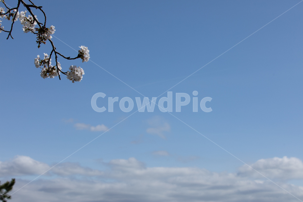 봄,자연,꽃,벚꽃,풍경,구름,하늘,봄,계절,spring,season,식물,자연,plants,nature,꽃,flower