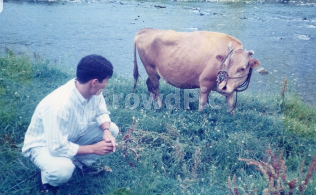 고향,소,우정,시골,추억,동물,가축,cattle,시골,마을,풍경,landscape,country,rural,town,사람,인물,인간,human,person
