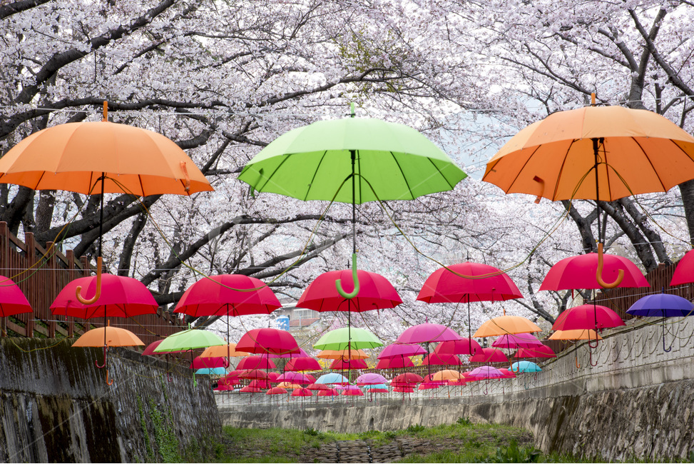 벚꽃,우산,진해,여좌천,이밴트,장식,관광지,봄,봄,계절,spring,season