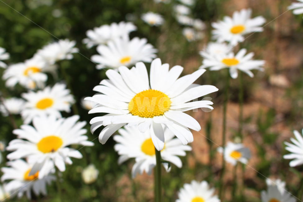 꽃,flower,흰색,white,노랑색,yellow,들국화,야생화,wildflower