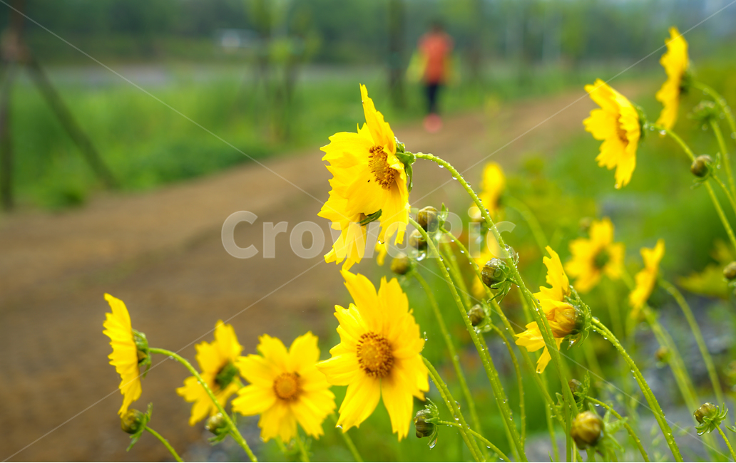 꽃,들꽃,야생화,비,봄비,노란꽃,식물,자연,plants,nature,꽃,flower