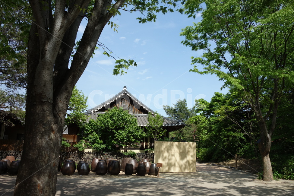 한옥,장독대,민속촌,전통가옥,기와집,한국,장독,한국전통,한국문화,korean traditional,korean culture,식물,자연,plants,nature,나무,trees,wood,건축물,건물외관,exterior,building,structure,architecture,construction