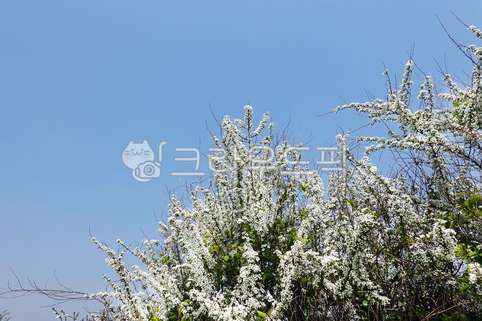 꽃,조팝나무,조팝꽃,흰꽃,하늘,푸른하늘,배경,봄,봄날,플라워,나무,꽃나무,흰색,하얀꽃,꽃잎,봄풍경,식물,자연,야외,옥외,flowers,spirea,sky,bluesky,background,spring,springtime,flower,tree,flowertree,white,whiteflower,petal,springlandscape,plant,nature,outdoor,outdoors