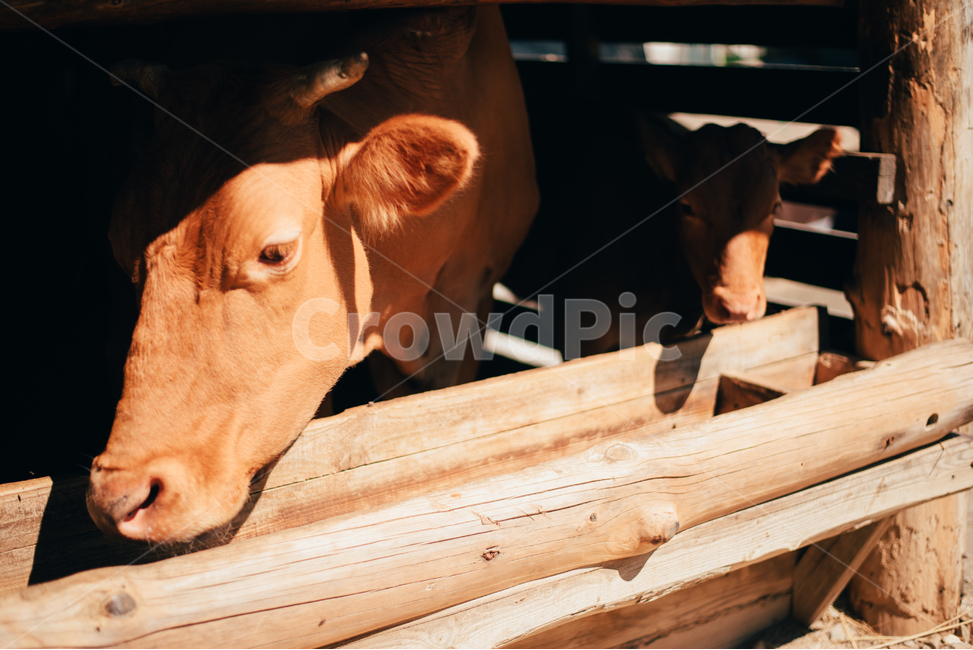 소,cow,동물,목장,눈,동물,animal,포유류,mammal,산업,industry,industrial,목축업,목장,livestock farming,ranching,pasture