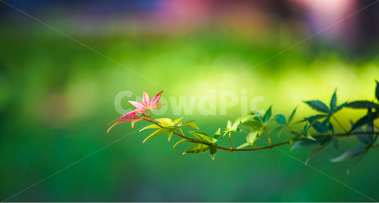 단풍,나뭇잎,식물,자연,감성,감정,식물,자연,plants,nature,꽃,flower