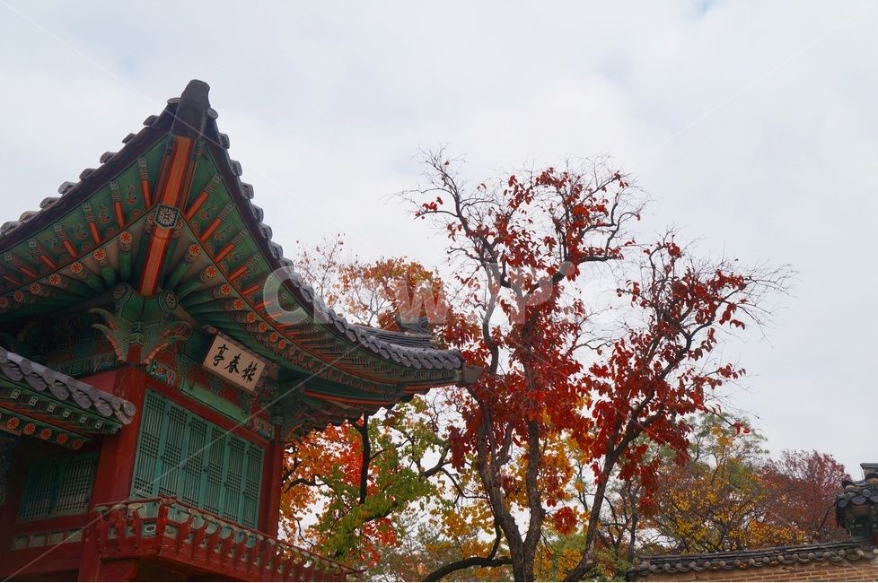 가을,단풍,고궁,창경궁,낙엽,기와,가을산책,고궁의가을,가을,계절,fall,autumn,season,한국전통,한국문화,korean traditional,korean culture,랜드마크,landmark,tourist attraction,한국랜드마크,한국관광지,한국명소,korea landmark,korea tourist attraction,건축물,건물외관,exterior,building,structure,architecture,construction,건물