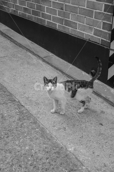 길고양이,고양이,흑백,cat,길냥이,동물,동물,animal,포유류,mammal,고양이,cat,kitten,kitty,흑백,모노톤,monochrome,black and white