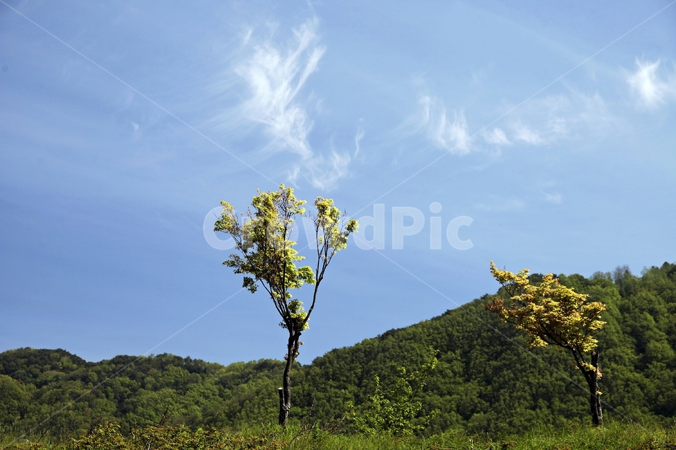 나무,바람,하늘,풍경사진,landscape,식물,자연,plants,nature,나무,trees,wood
