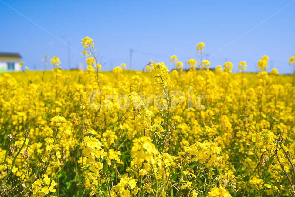 들,nature,자연,꽃,flower,유채,유채꽃