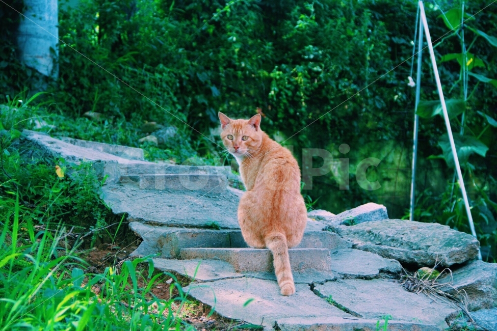 고양이,시골,색감,시선,초록,동물,animal,포유류,mammal,고양이,cat,kitten,kitty,감성,sensible,feeling
